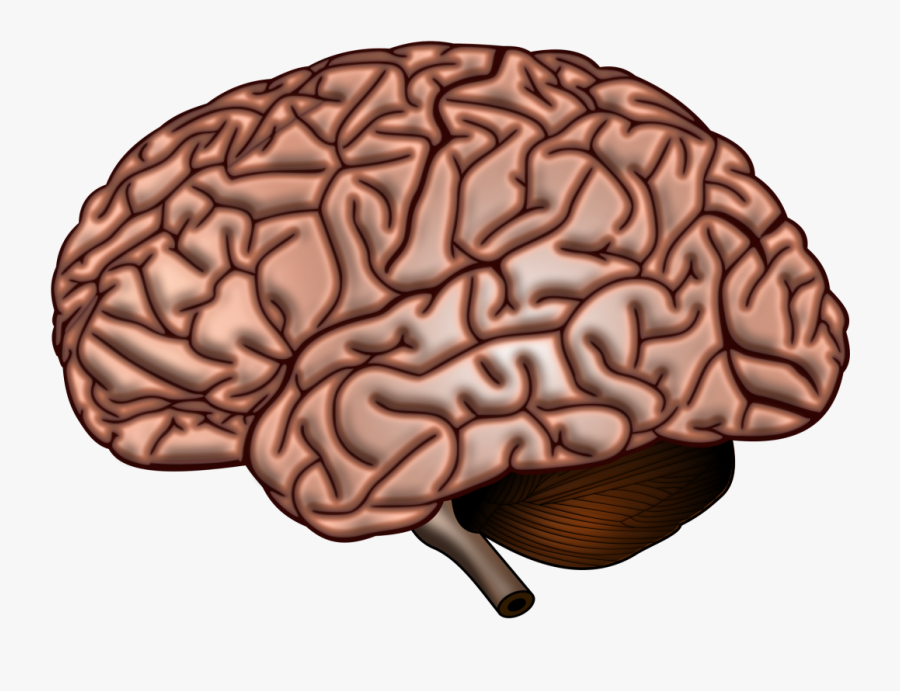 Brain Surface, Transparent Clipart