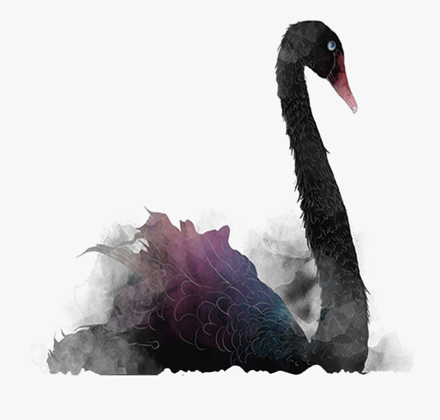 Clip Art Cisne Negro Animal - Black Swan Png, Transparent Clipart
