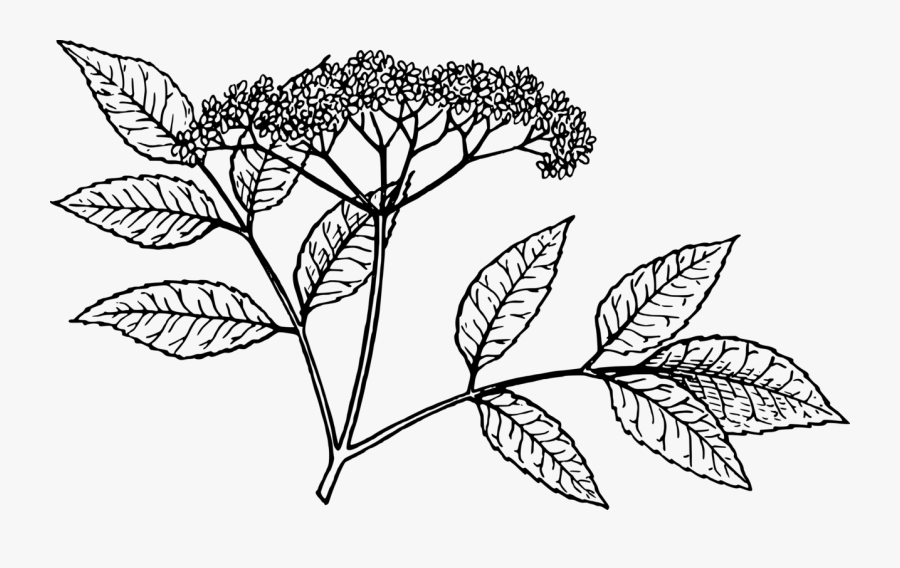 Elderberry, Transparent Clipart