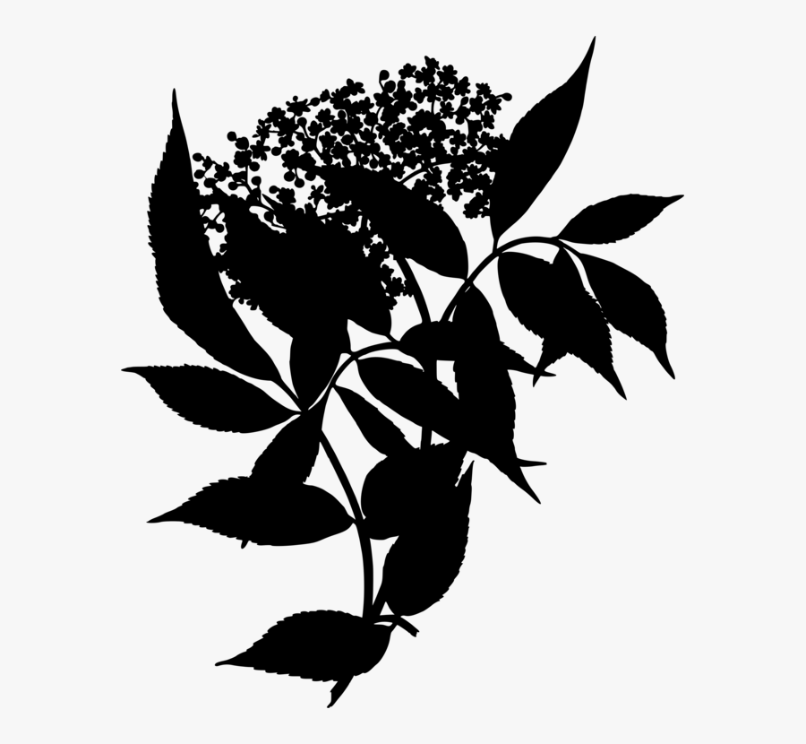 Sambucus Nigra, Transparent Clipart