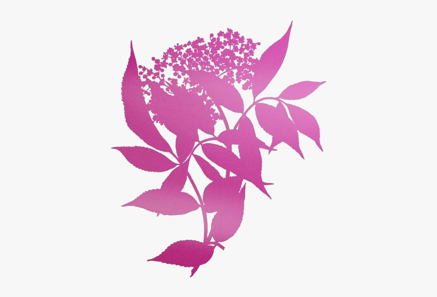 Elderberry Png Transparent Images - Sambucus Nigra, Transparent Clipart