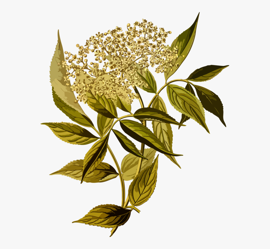 Botany,plant,flower - Sambucus Nigra, Transparent Clipart