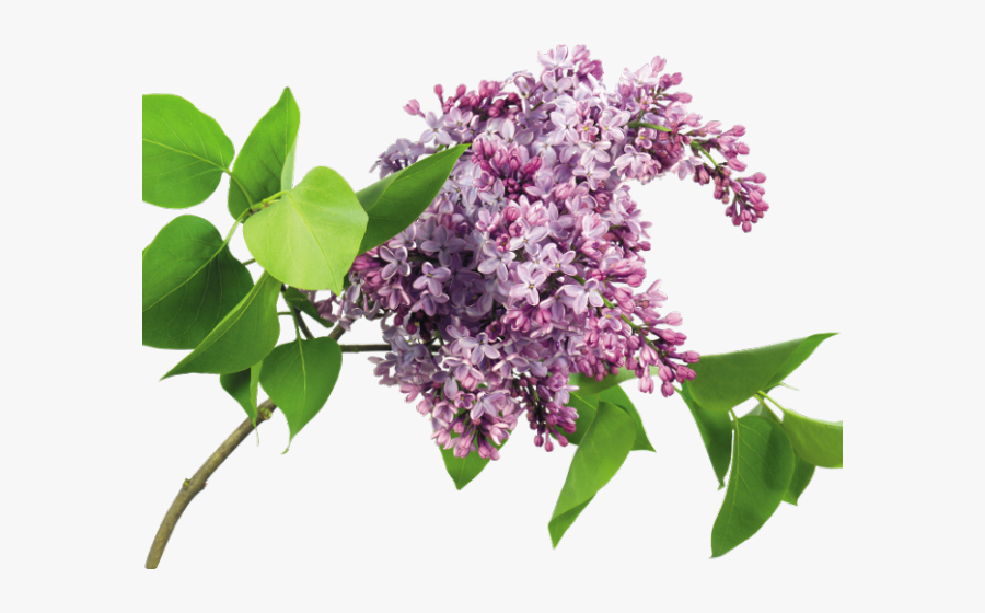Lilac Clipart Lilac Tree - Wedding Frames For Photoshop, Transparent Clipart