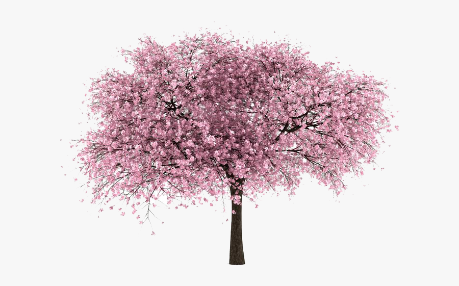 Cherry Blossom Tree Png, Transparent Clipart