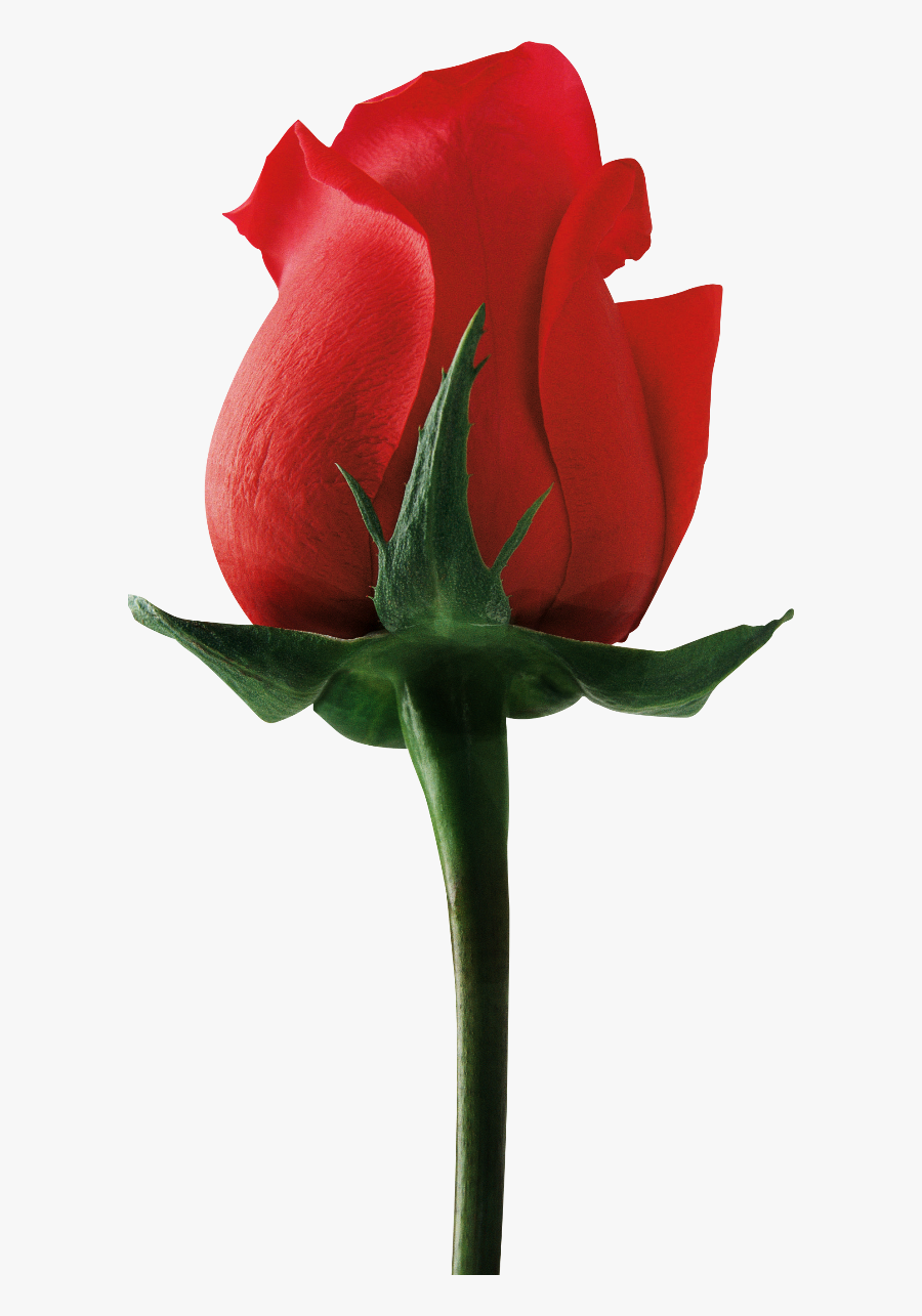 Rose Flower, Transparent Clipart