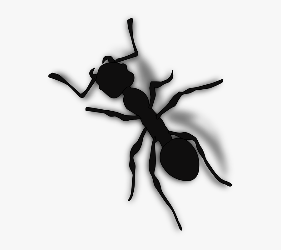 Ant Transparent Background Free Transparent Clipart Clipartkey