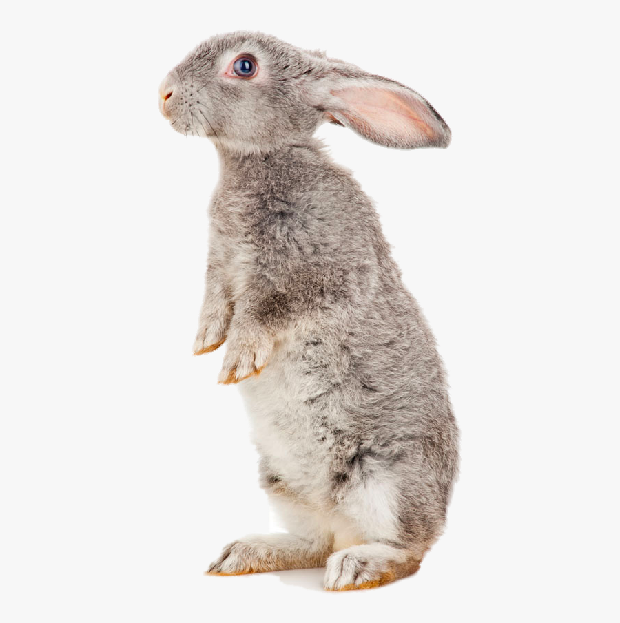 European Hare Havana Rabbit Treaties Of Tilsit Domestic - Napoleon Rabbit, Transparent Clipart