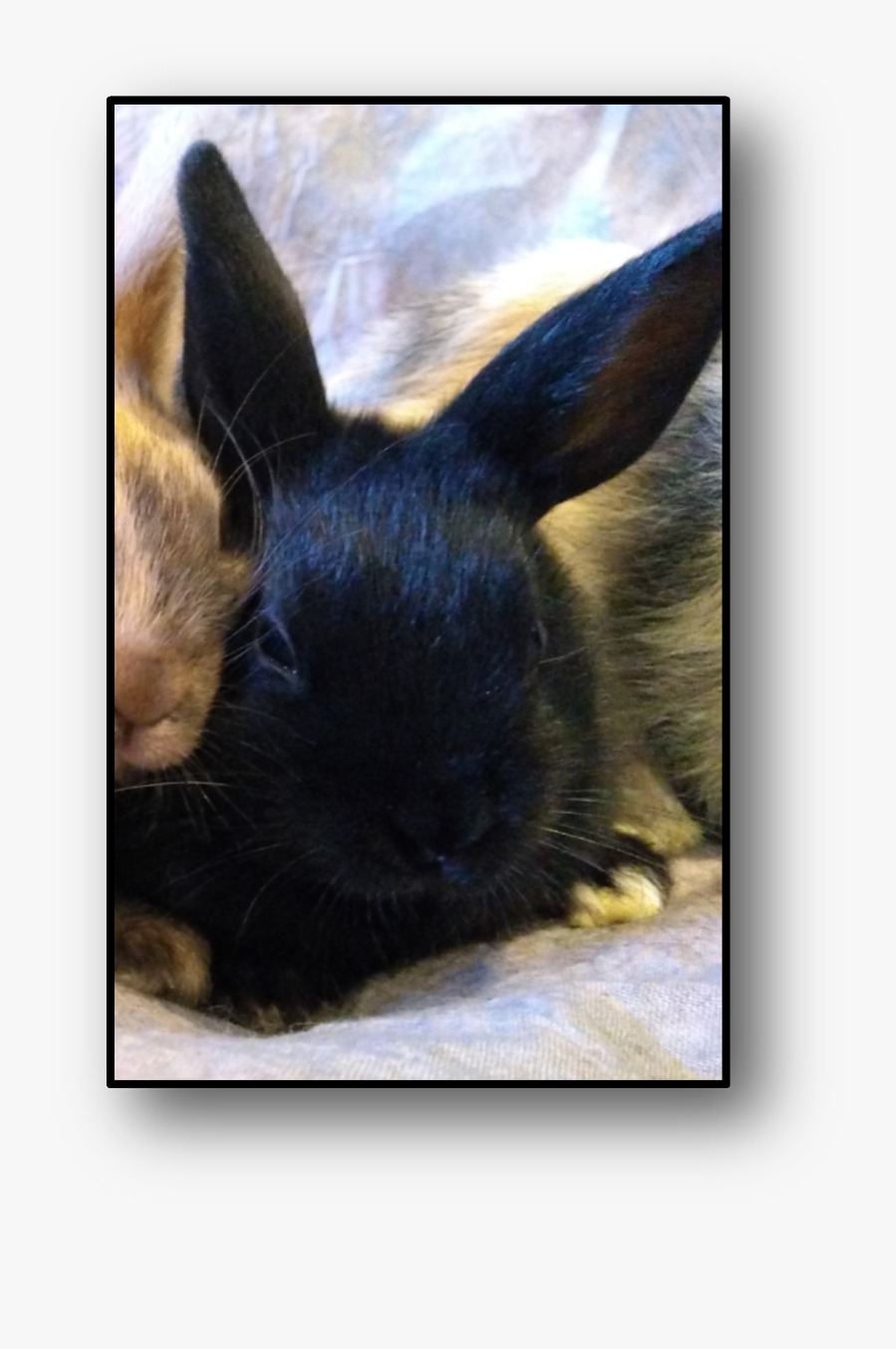 Domestic Rabbit, Transparent Clipart