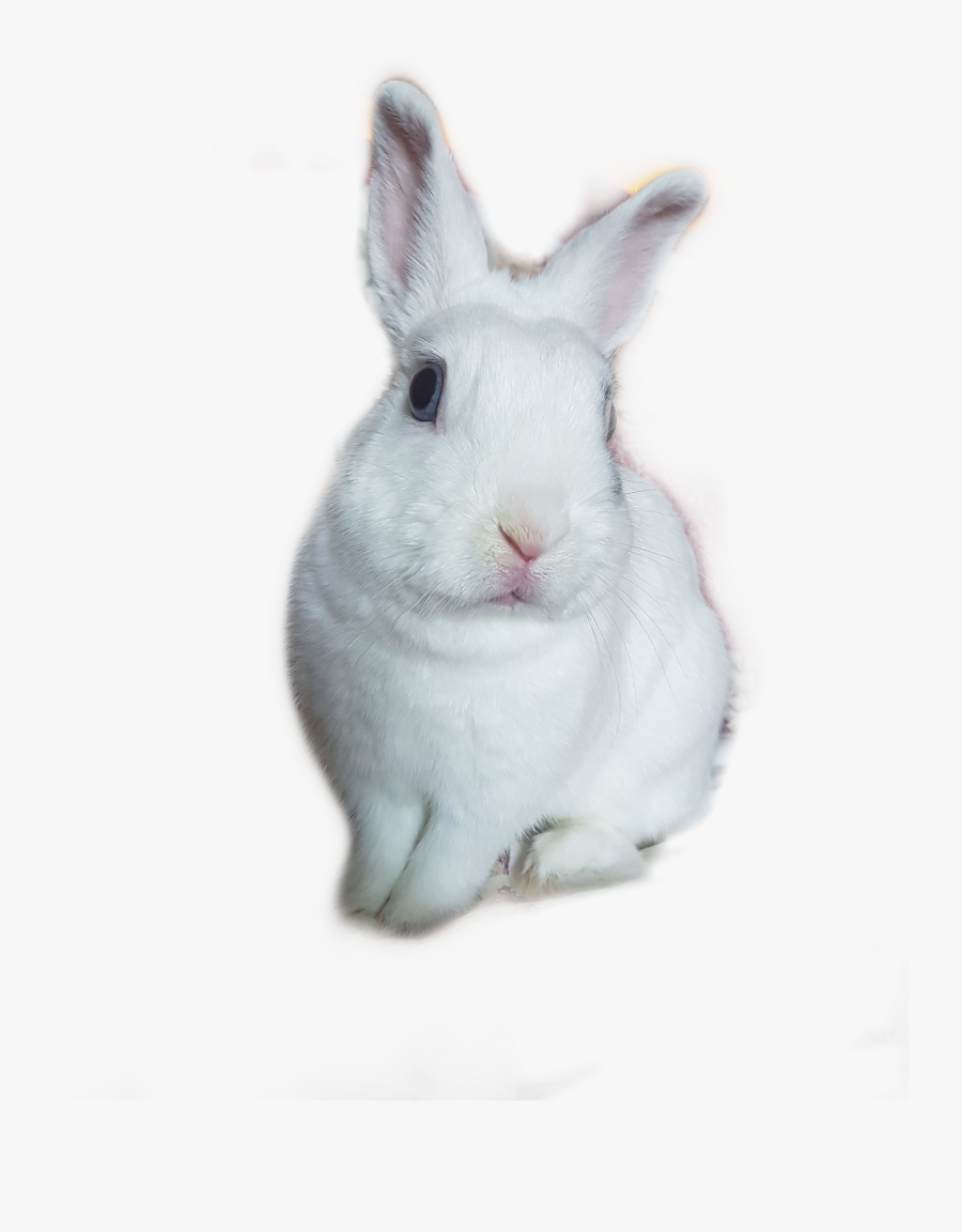 #bunny #rabbit #whitebunny - Domestic Rabbit, Transparent Clipart