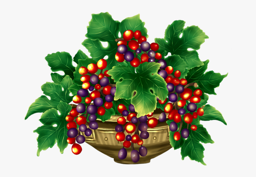 Tubes Fruits,tubes Legumes,clipart,png Fruit,psp,vector - Currant, Transparent Clipart