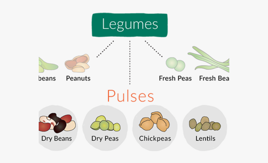 Legume Family, Transparent Clipart