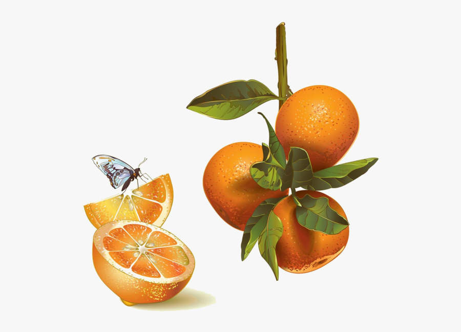 Transparent Mandarin Png - Ilustracion Mandarinas, Transparent Clipart