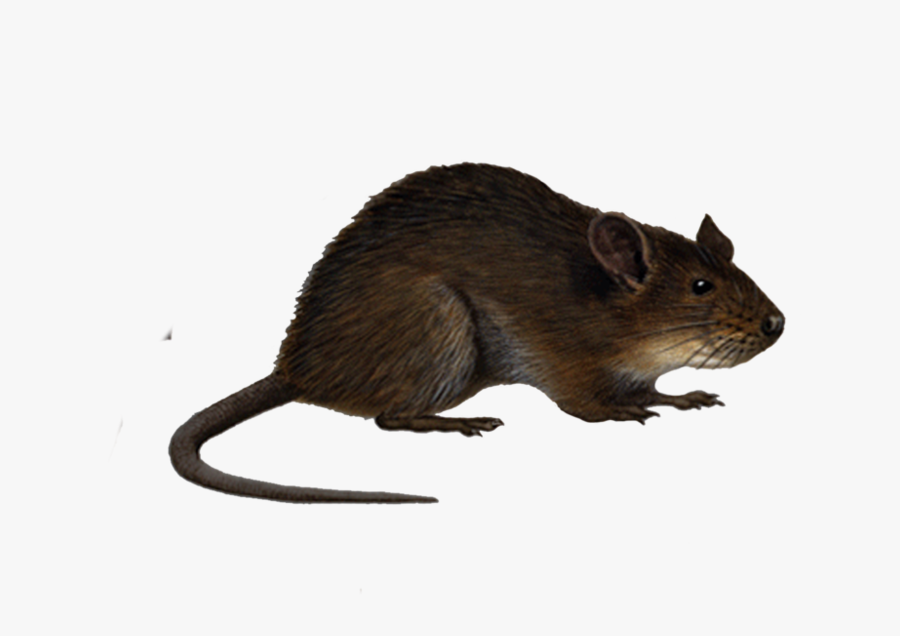Rat Png Image - Rat Png, Transparent Clipart