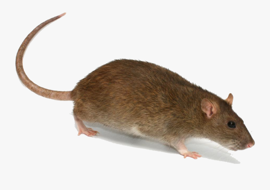 Rat Png Transparent Image - Rat Png Transparent, Transparent Clipart