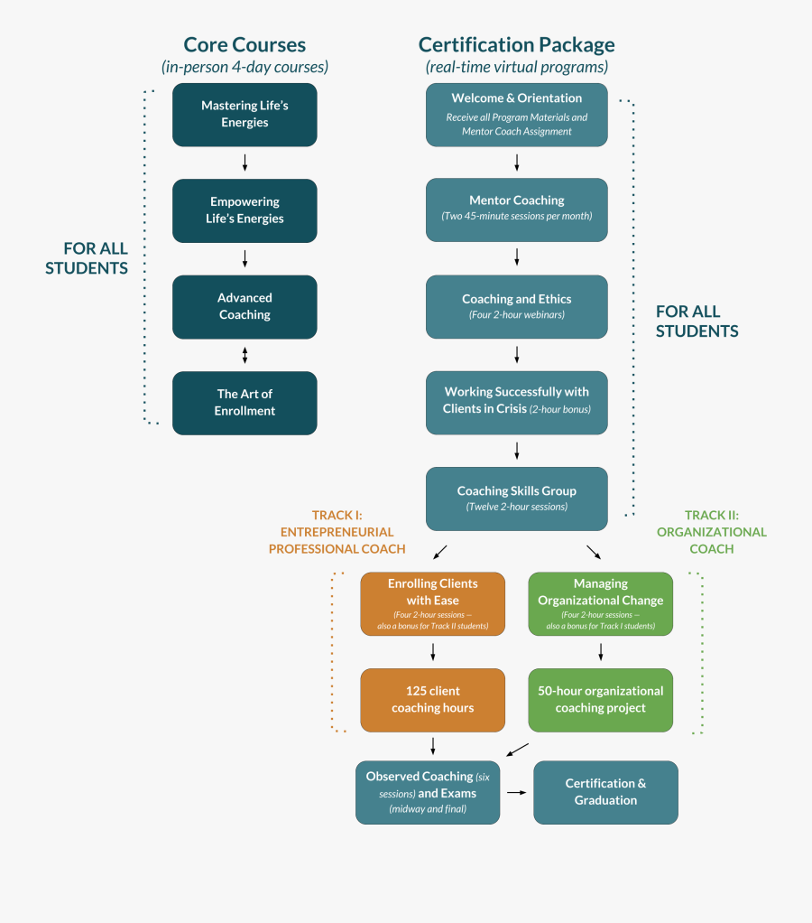 Transparent Flow Chart Png - Training Program Training Flow Chart, Transparent Clipart