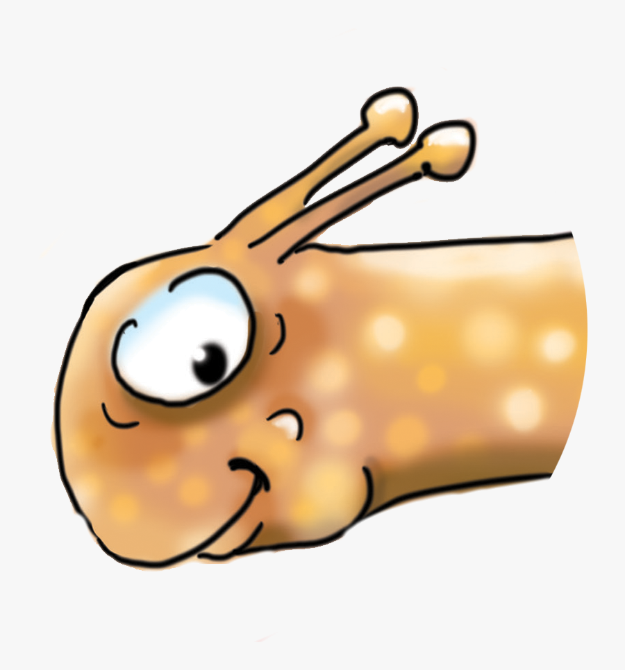 Enlarged Illustrated Drawing Of A Snail"s Head To Show, Transparent Clipart