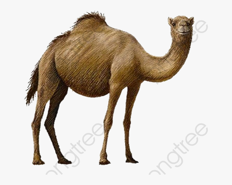Camel Clipart Transparent - Camel Clipart, Transparent Clipart