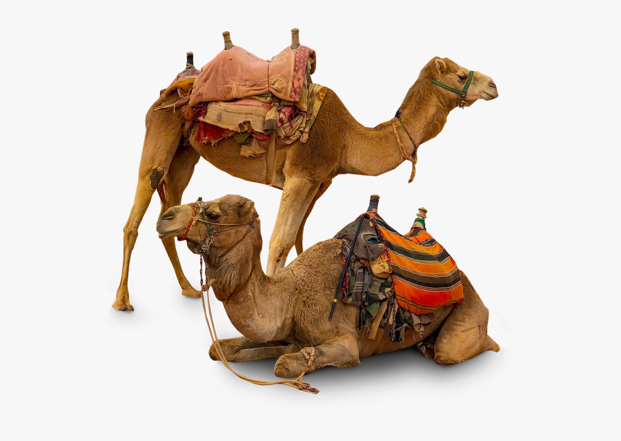 Arabian Camel, Transparent Clipart