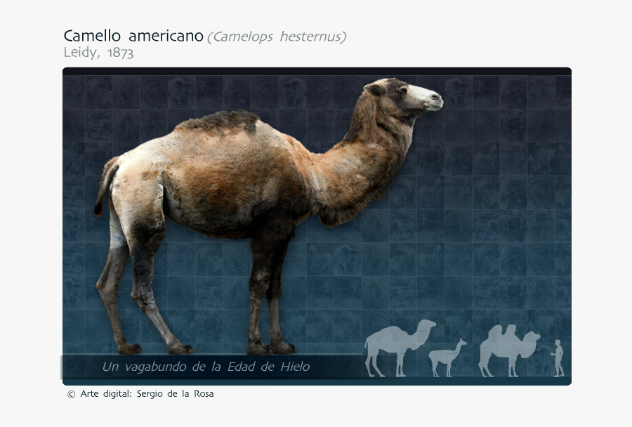Clip Library Library Camello Americano Camelops Hesternus - Arabian Camel, Transparent Clipart