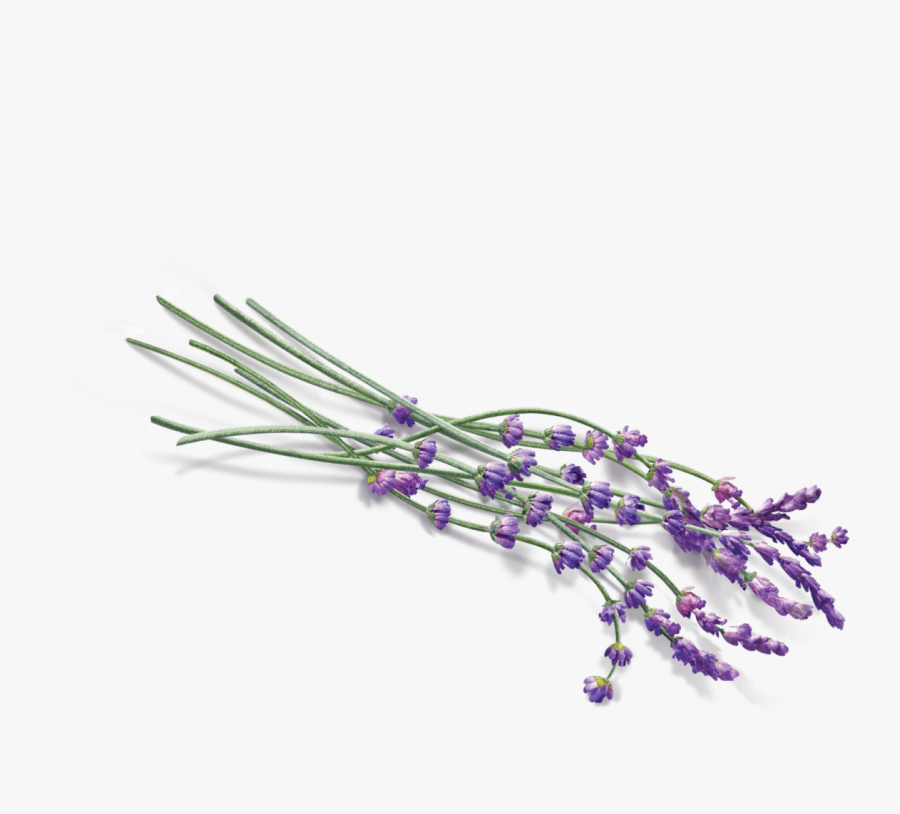 Some Lavender - Lavender Png, Transparent Clipart