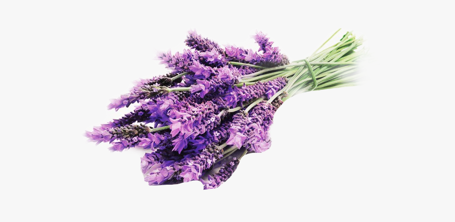 #lavender #flowers #purple #purpleflowers #lavenderflowers - Lavender Flower, Transparent Clipart