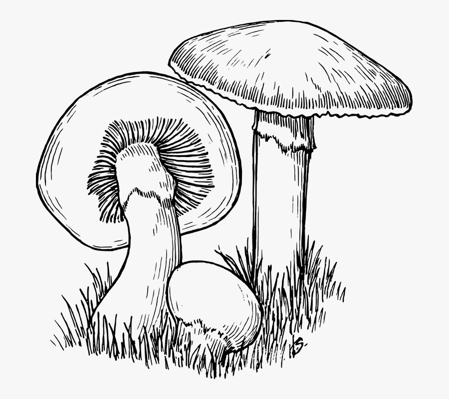 Clip Art Free Image On Pixabay - Fungi Black And White, Transparent Clipart