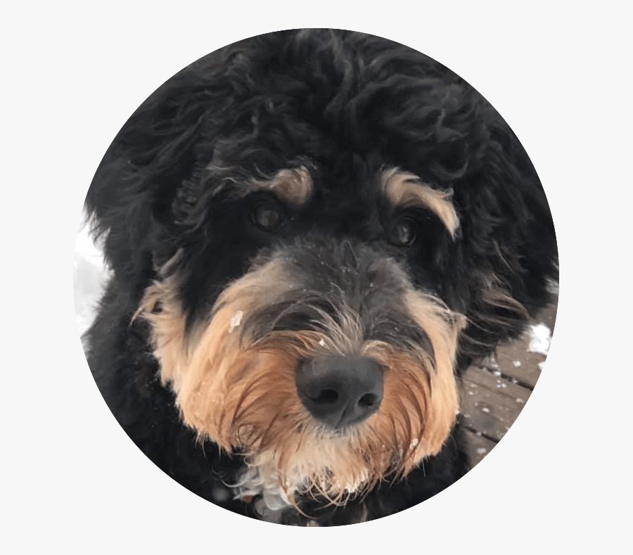 Transparent Golden Doodle Png - Airedale Terrier, Transparent Clipart