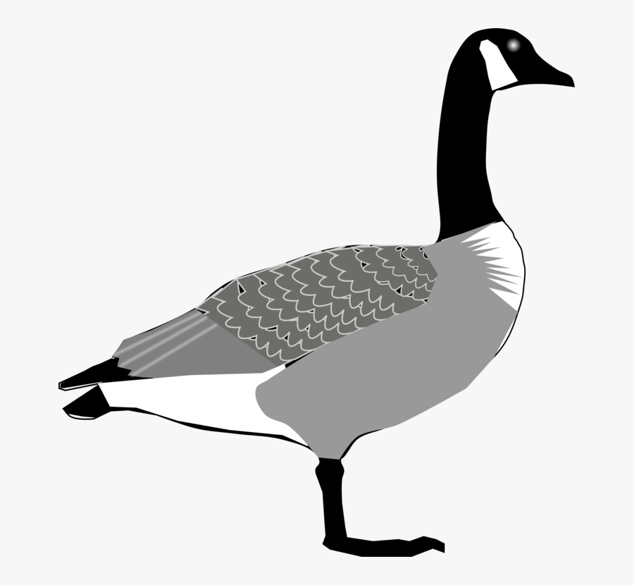 Seaduck,water Bird,livestock - Canada Goose Clipart, Transparent Clipart