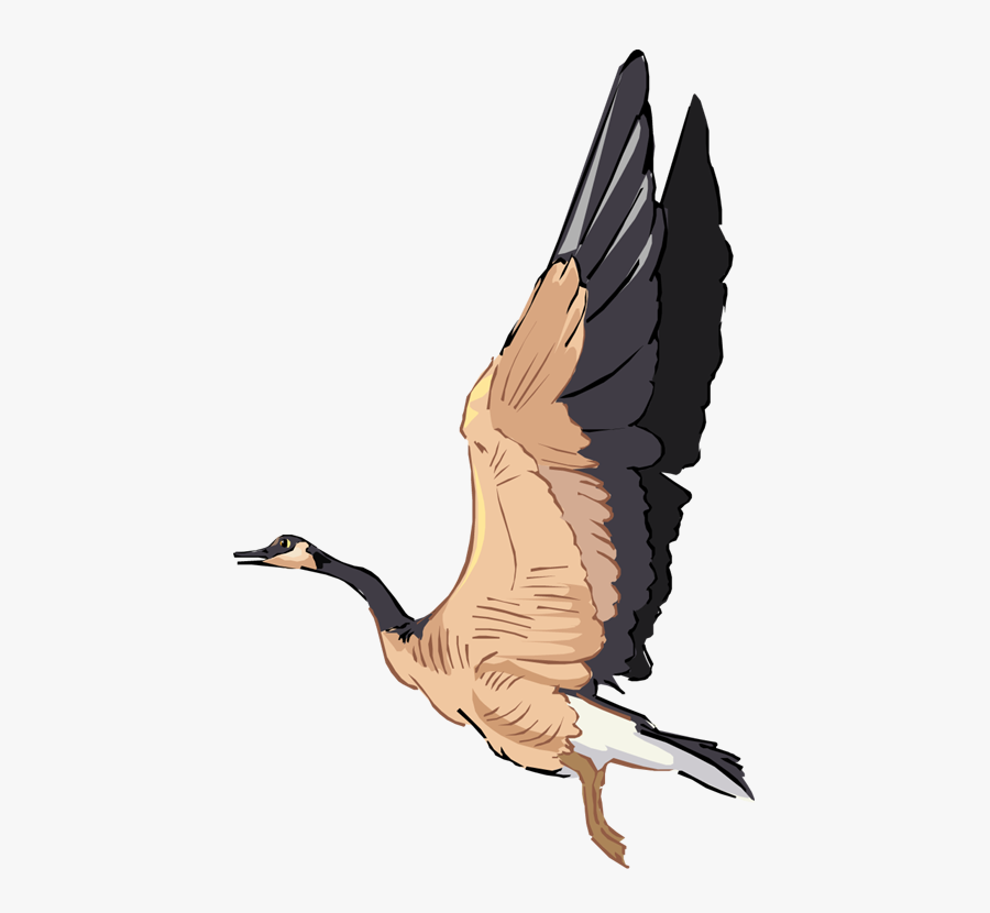 Canada Goose, Transparent Clipart