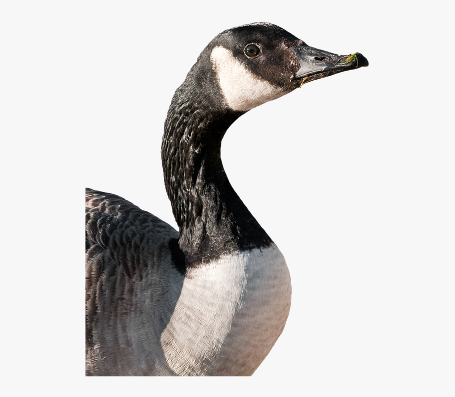 Download Goose Png Transparent Images Transparent Backgrounds - Canadian Goose Cut Out, Transparent Clipart