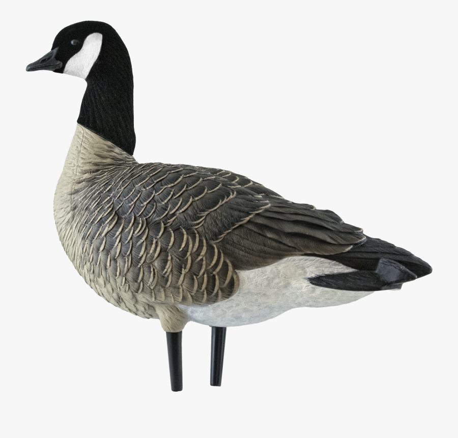 Transparent Active Png, Transparent Clipart