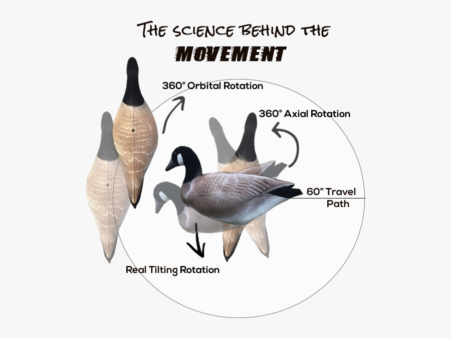 Canada Goose - Caroline In The City, Transparent Clipart