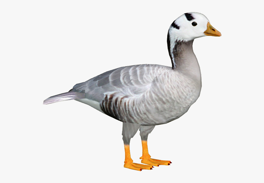 Canada-goose - Bar Headed Goose Png, Transparent Clipart
