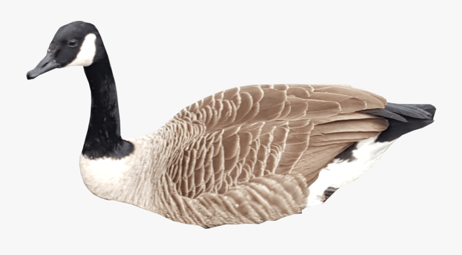 Canada Goose Transparent Background, Transparent Clipart