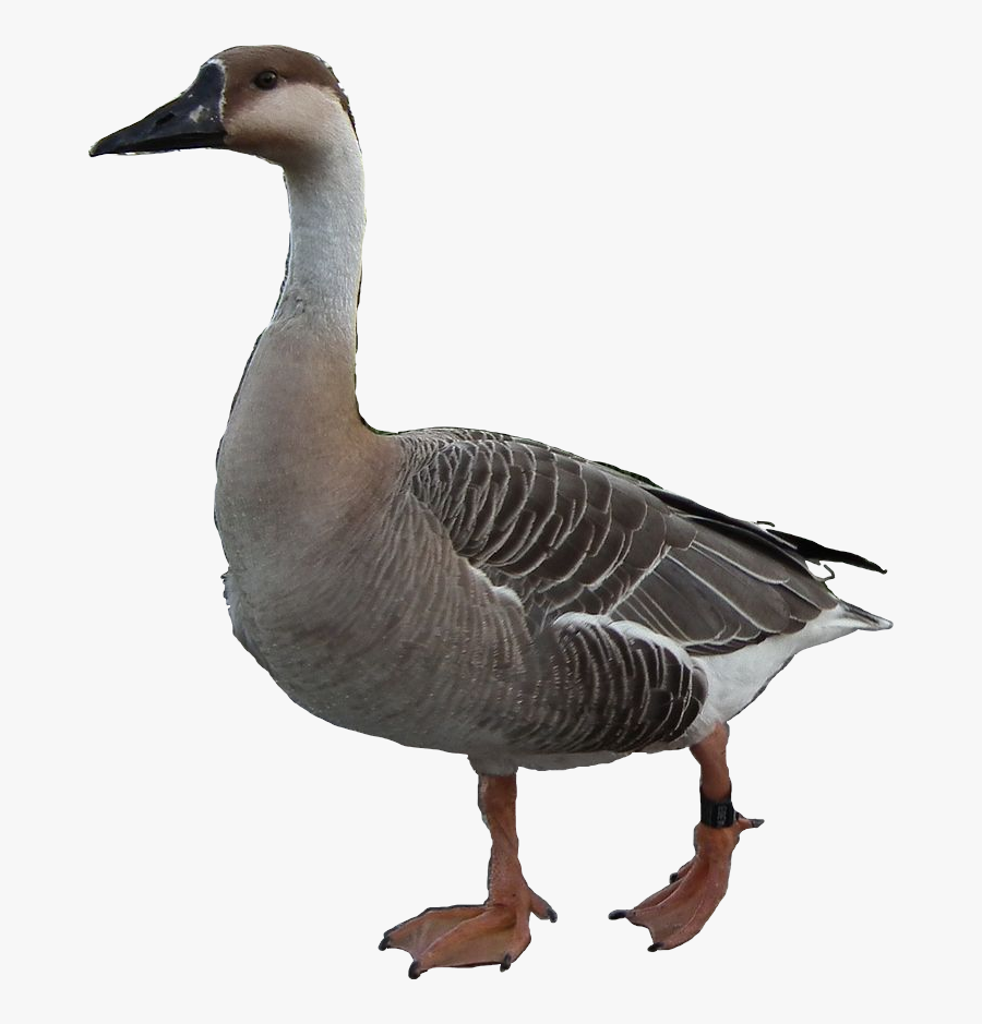 Clip Art Canada Eu Slovensko - Seabird, Transparent Clipart