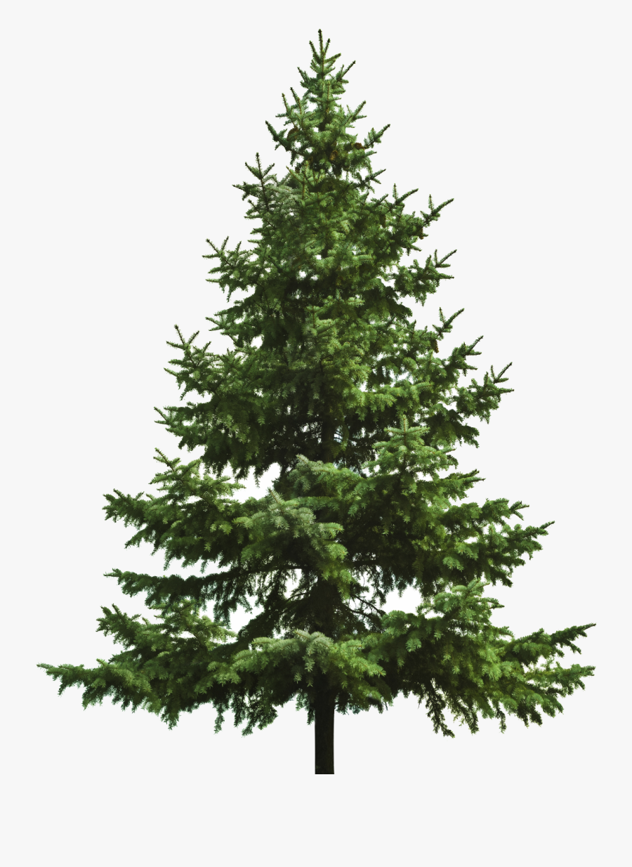 Pine Tree Png Christmas - Transparent Pine Tree Png, Transparent Clipart