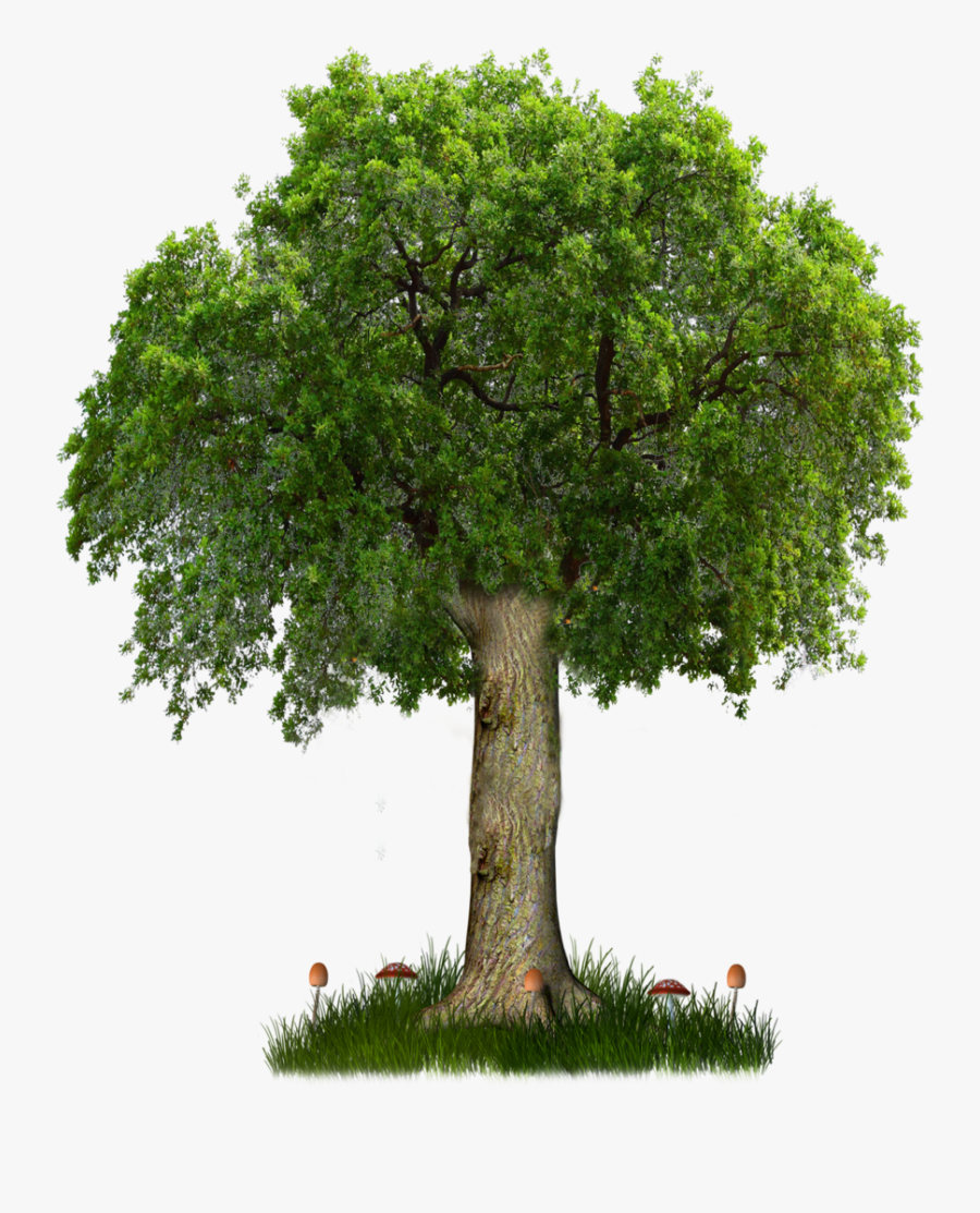Clip Art Pecan Tree Pictures - Pavan Kalyan New Movie, Transparent Clipart