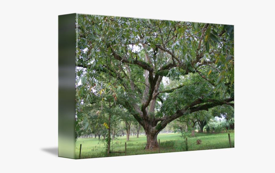 Clip Art Pecan Tree Pictures - Louisiana Pecan Tree, Transparent Clipart