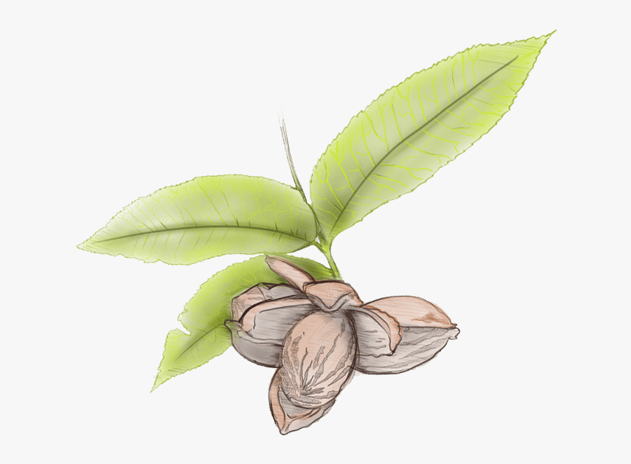 Pecan Leaves Illustration - Pecan Tree Leaf Transparent, Transparent Clipart