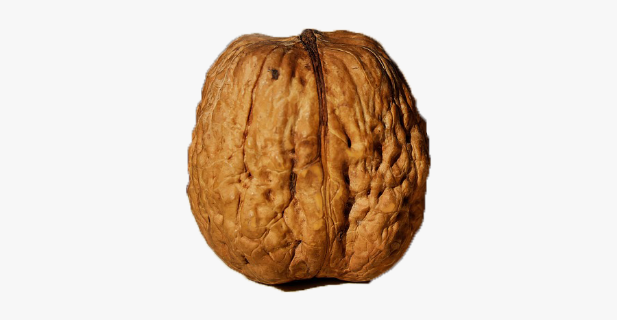 Cascara De Nuez, Transparent Clipart