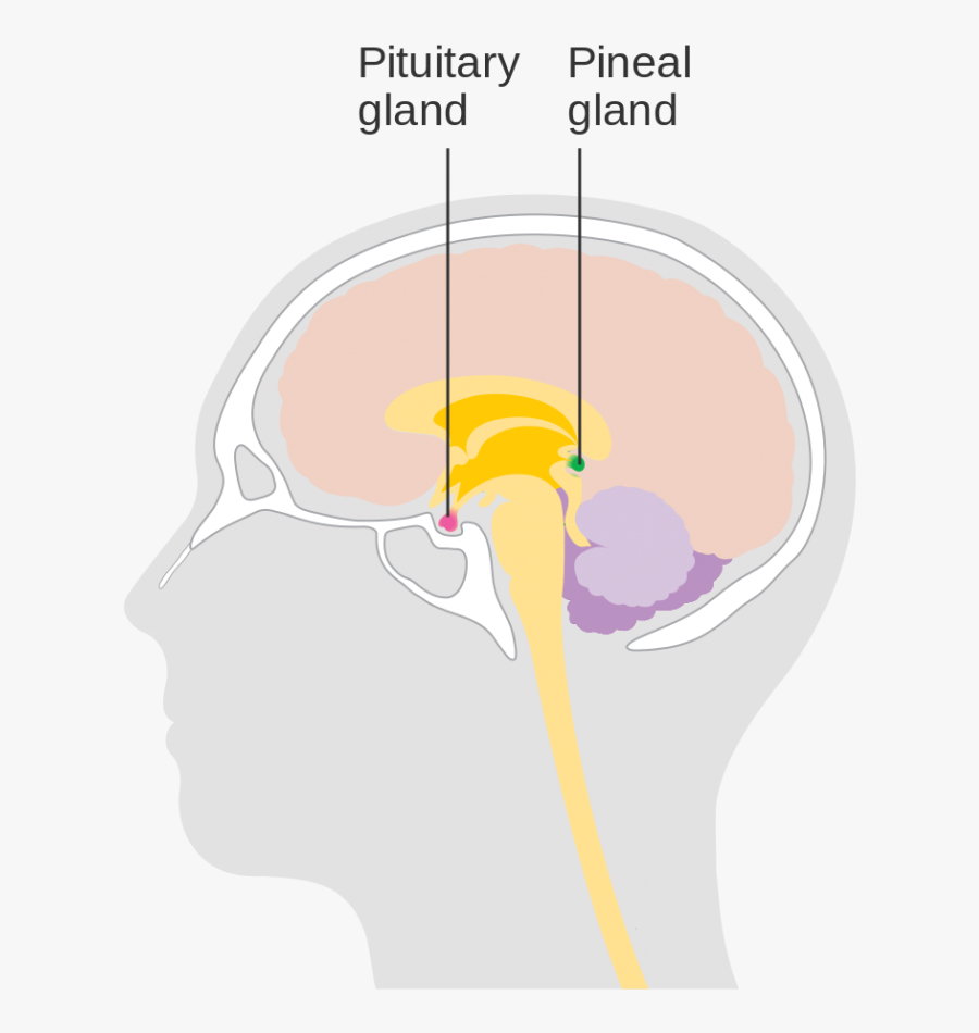 Transparent Pituitary Gland Clipart, Transparent Clipart