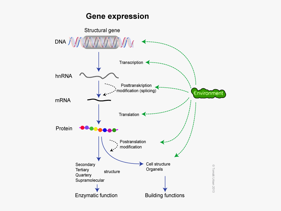 Dogma Molecular Biology - Transkripce Translace, Transparent Clipart
