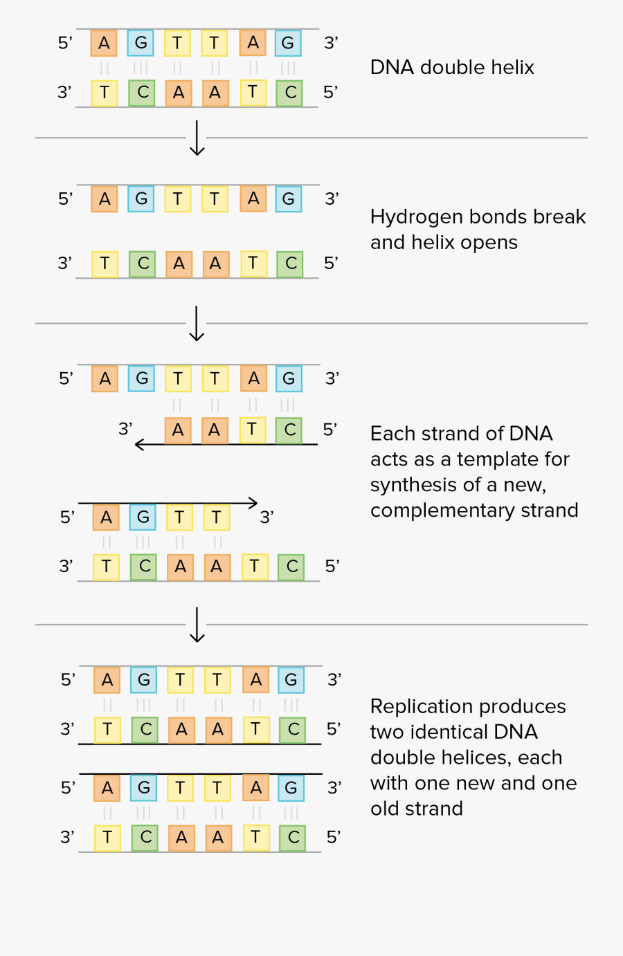 Dna Base Pairing Worksheet
