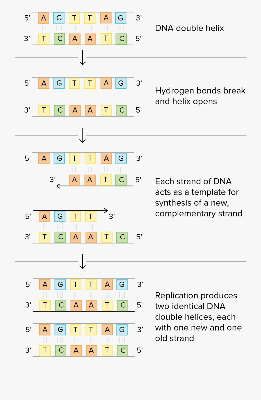 Dna Clipart 6th Grade Science - Dna Base Pairing Worksheet, Transparent Clipart