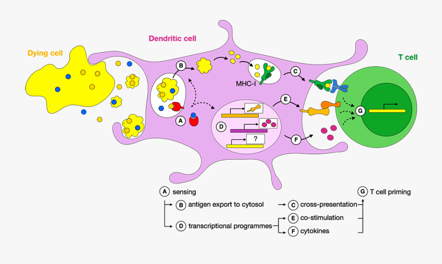Microscope Clipart Microscopic Organism - Do Dendritic Cells Capture Antigen, Transparent Clipart
