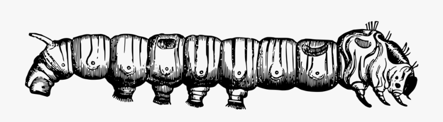 Inchworm Clipart Catterpiller - Silk Worm Vector, Transparent Clipart