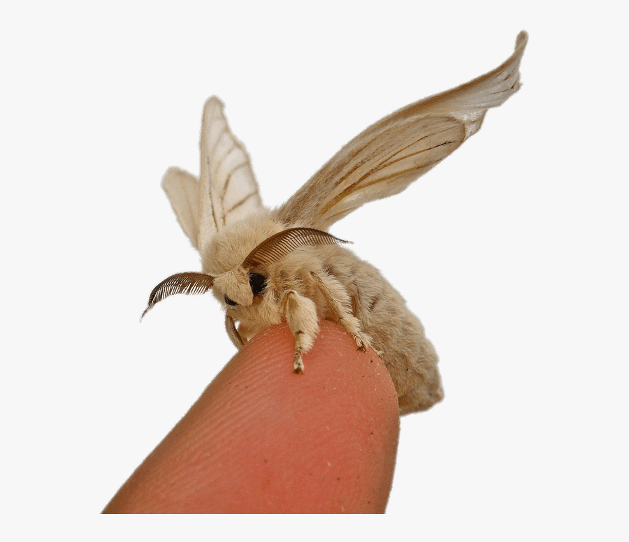 Silkworm Moth On Fingertip - Bombyx Mori Silk Moth, Transparent Clipart