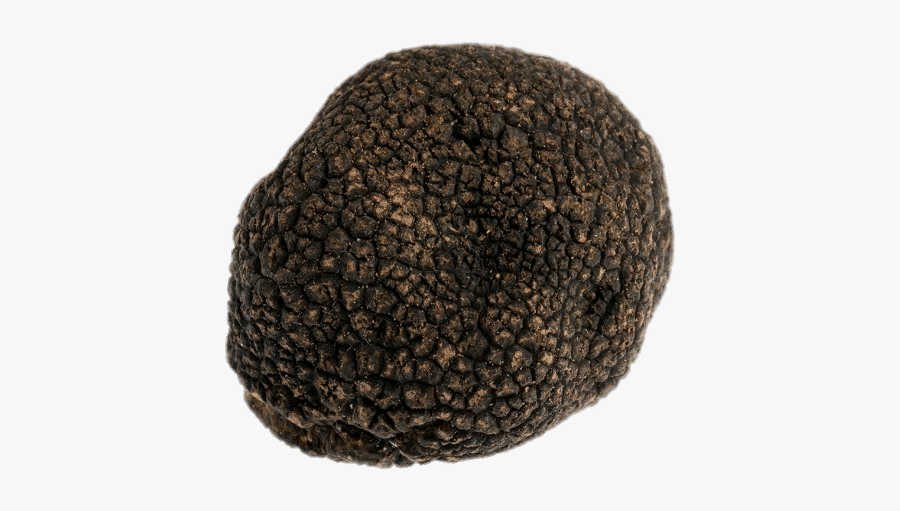 Black Truffle, Transparent Clipart