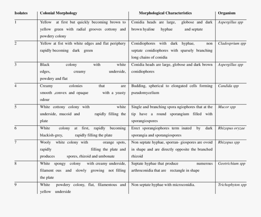 Clip Art Colonial And Morphological Characteristics - Colony Characteristics Of Fungi, Transparent Clipart