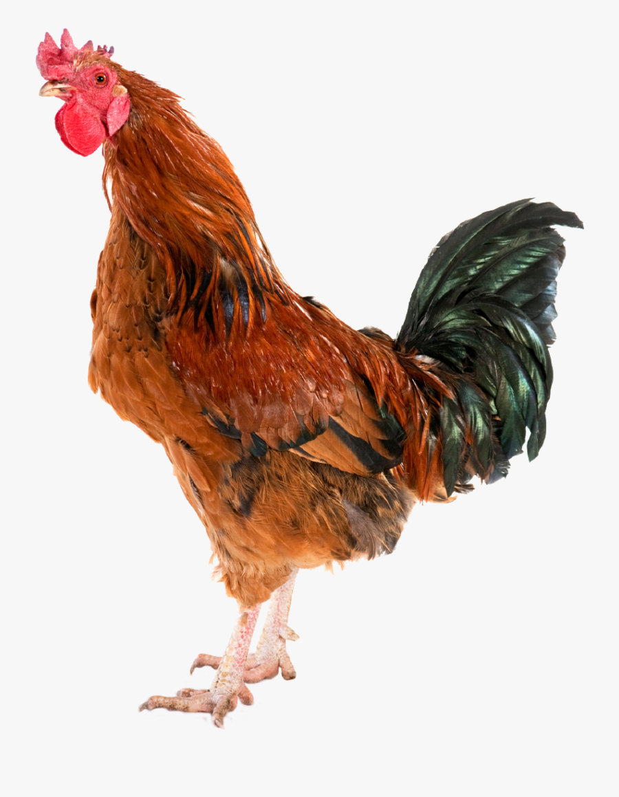 Clip Art Key West Roosters - Rooster, Transparent Clipart